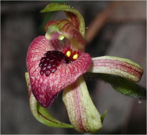 Arachnorchis cardiochila  - Heart-Lip Orchid.jpg